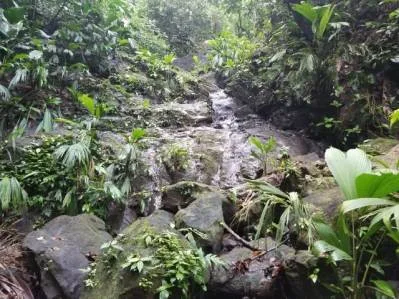 Finca Rainforest Ark a $ 1 el m2, photo 9