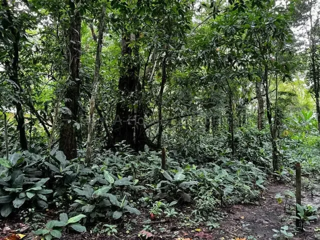 RAH 27-662 Lote en venta en Puerto Viejo de Limón - 1.200 m² Excelente oportunidad para adquirir un amplio lote de 1.200 m² en Puerto Viejo de Limón, una de las zonas más ..., photo 4