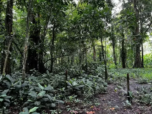 RAH 27-662 Lote en venta en Puerto Viejo de Limón - 1.200 m² Excelente oportunidad para adquirir un amplio lote de 1.200 m² en Puerto Viejo de Limón, una de las zonas más ..., photo 6