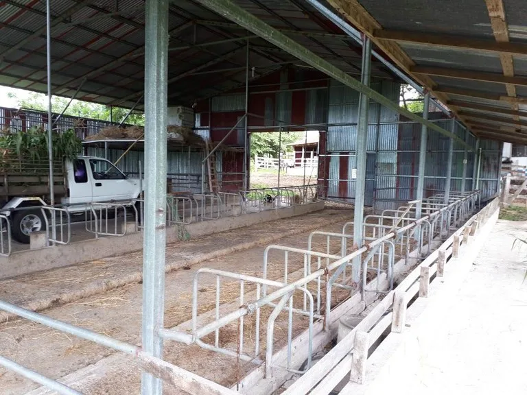 HACIENDA LOMBARDIA : Fully Operating Livestock Business, photo 11