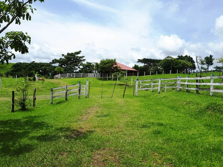 HACIENDA LOMBARDIA : Fully Operating Livestock Business, photo 5