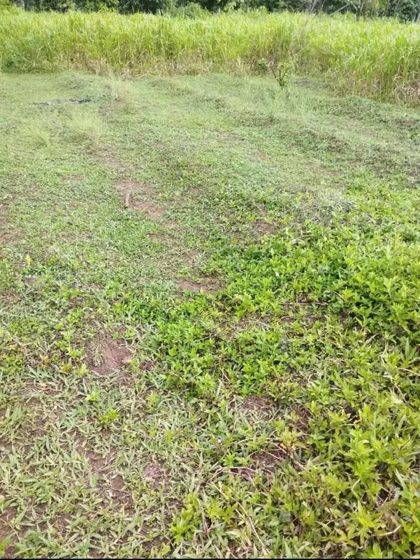 LAND FOR SALE, TICARI, HORQUETTES, SARAPIQUI, photo 3