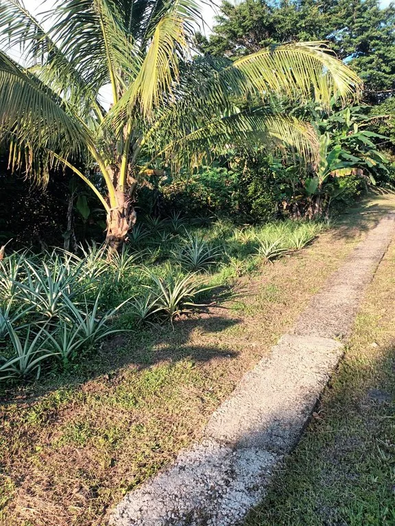 House in Río Piedras, photo 15