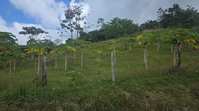 Expansive Year-Round Green Agricultural Property with Rolling Hills and a River – One Hour from Liberia, photo 4