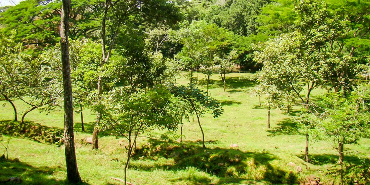Via del Machuca Farm in Orotina