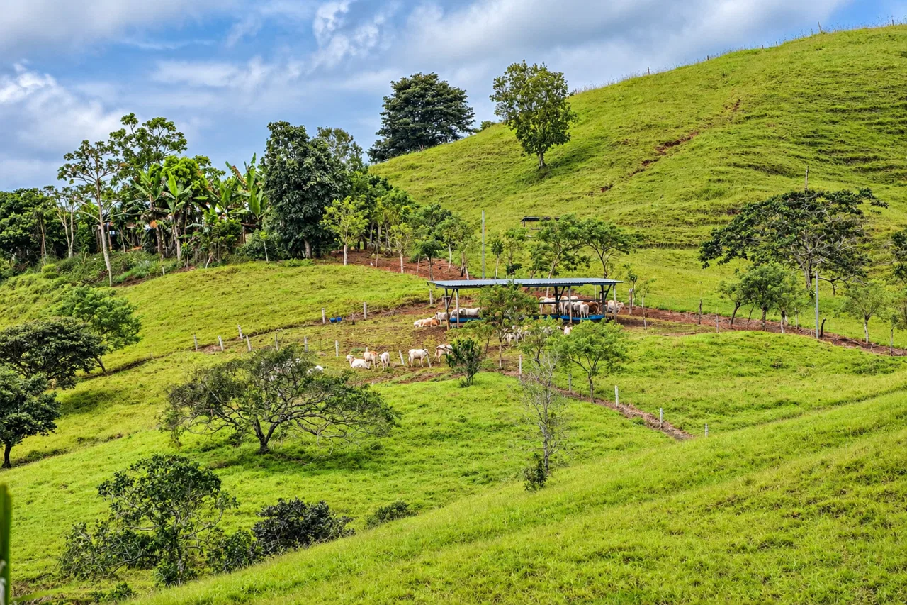 222-Hectare Large-Scale Cattle Ranch with 12 Natural Springs, Extensive Public Road Frontage & Development Potential, photo 3