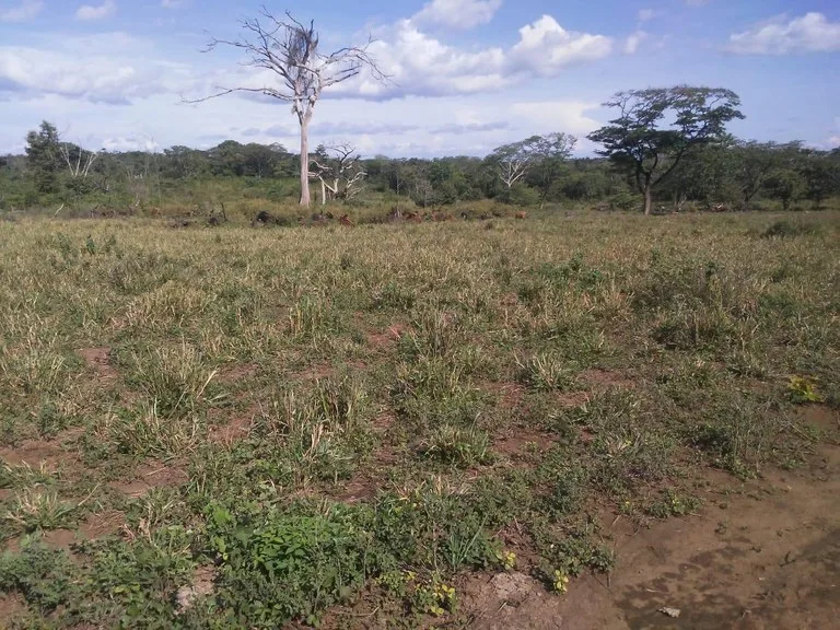 Large commercial property for sale in the Papagayo area, close to the Marina Papagayo or Four Season luxury hotel , photo 4