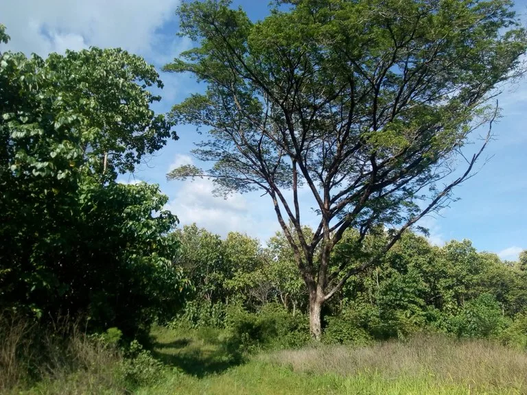 Large commercial property for sale in the Papagayo area, close to the Marina Papagayo or Four Season luxury hotel , photo 8
