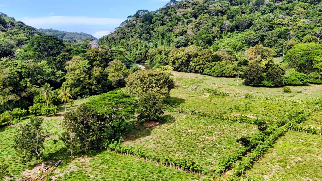 38.95-Acre Flat Farm Near Dominical, Costa Rica | Prime Development &amp; Investment Opportunity, photo 12
