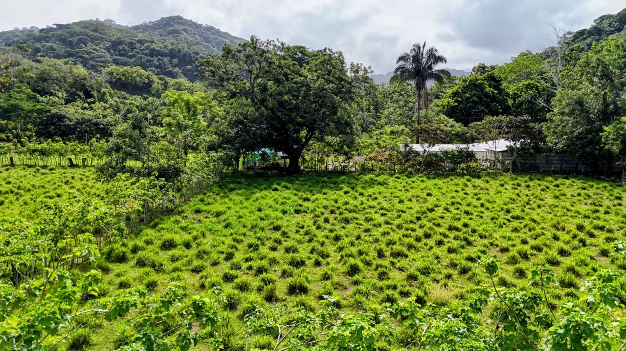 38.95-Acre Flat Farm Near Dominical, Costa Rica | Prime Development &amp; Investment Opportunity, photo 13