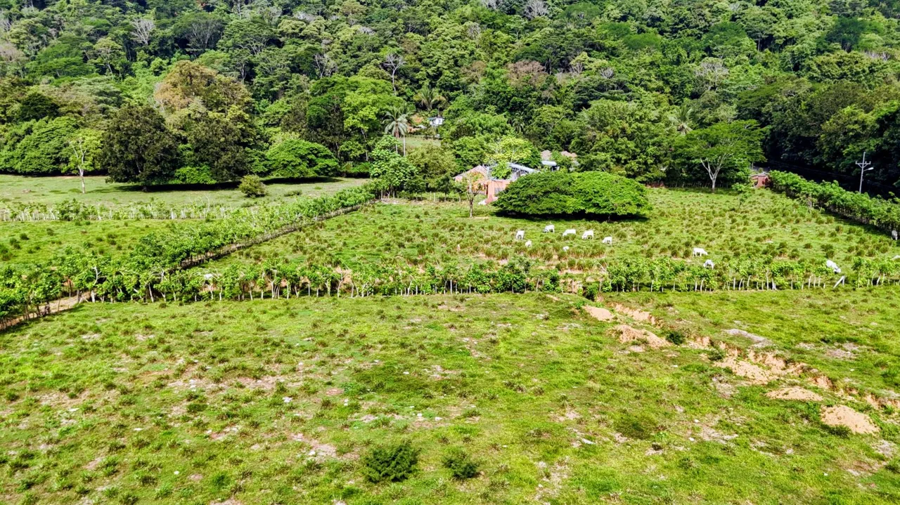 38.95-Acre Flat Farm Near Dominical, Costa Rica | Prime Development &amp; Investment Opportunity, photo 15