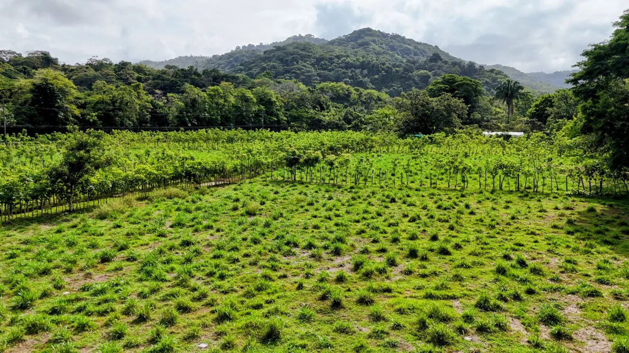38.95-Acre Flat Farm Near Dominical, Costa Rica | Prime Development &amp; Investment Opportunity, photo 8