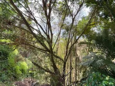 BUILDING PROPERTY WITH OCEAN VIEWS, NEAR TO THE WATERFALL, IN UVITA – 1.93 ACRES, photo 31