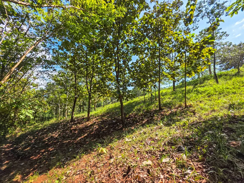 Land For Sale in Playa Carrillo, photo 3
