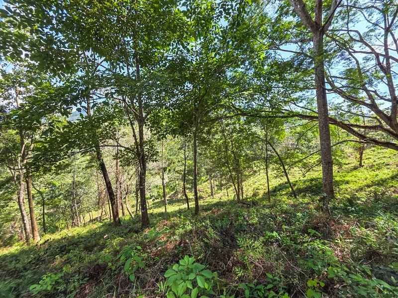Land For Sale in Playa Carrillo, photo 9