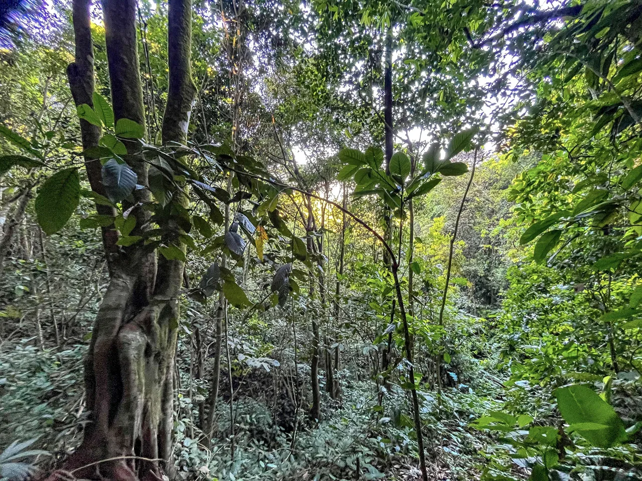 EXCEPTIONAL MOUNTAIN VIEW LOT READY TO BUILD – PRIME OPPORTUNITY NEAR DOMINICAL – 7 ACRES, photo 15