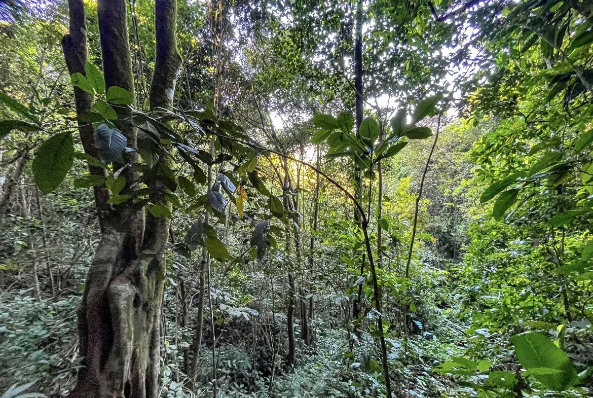 EXCEPTIONAL MOUNTAIN VIEW LOT READY TO BUILD – PRIME OPPORTUNITY NEAR DOMINICAL – 7 ACRES, photo 16