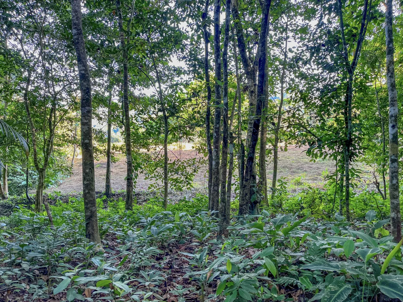 EXCEPTIONAL MOUNTAIN VIEW LOT READY TO BUILD – PRIME OPPORTUNITY NEAR DOMINICAL – 7 ACRES, photo 17