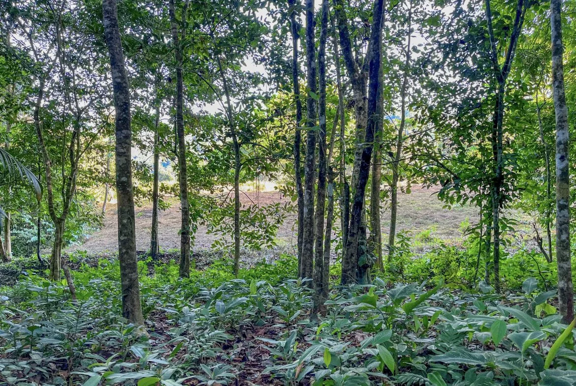 EXCEPTIONAL MOUNTAIN VIEW LOT READY TO BUILD – PRIME OPPORTUNITY NEAR DOMINICAL – 7 ACRES, photo 18