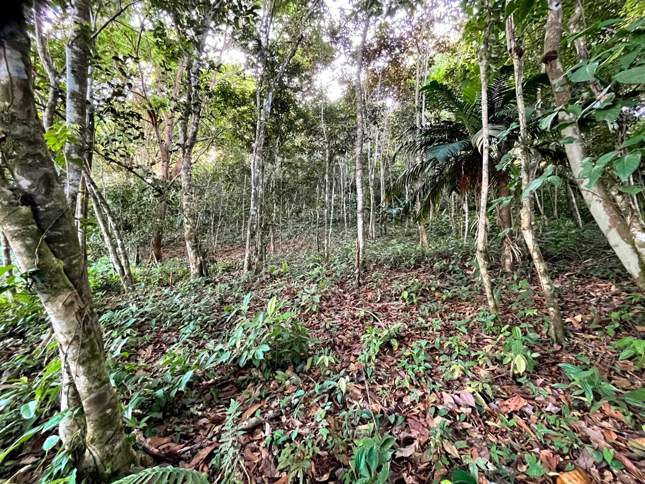 EXCEPTIONAL MOUNTAIN VIEW LOT READY TO BUILD – PRIME OPPORTUNITY NEAR DOMINICAL – 7 ACRES, photo 9