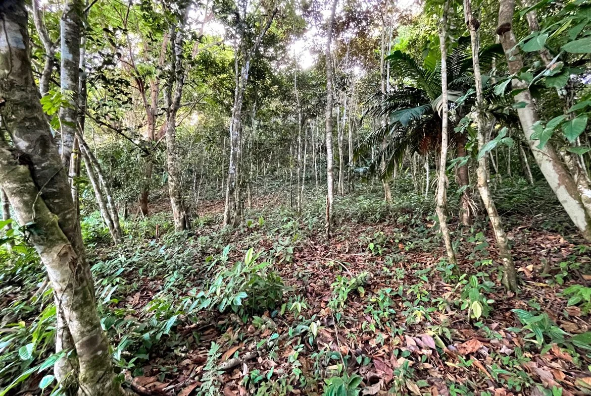 EXCEPTIONAL MOUNTAIN VIEW LOT READY TO BUILD – PRIME OPPORTUNITY NEAR DOMINICAL – 7 ACRES, photo 10