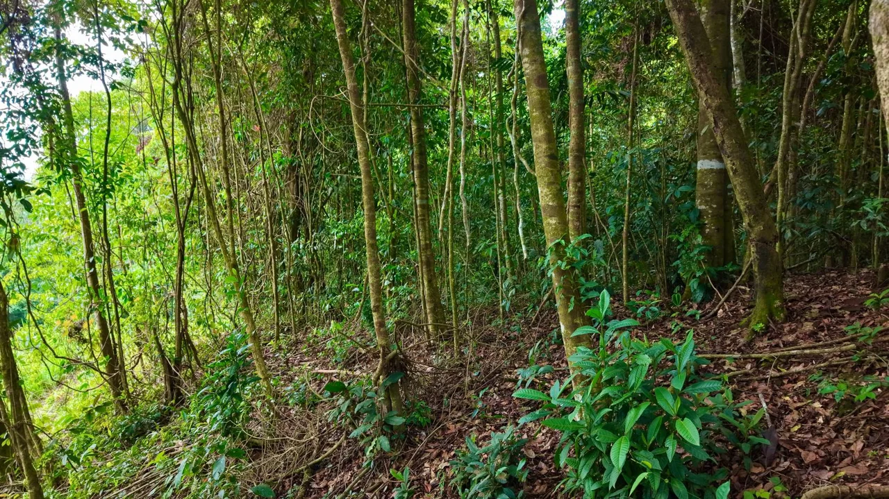 Perez Zeledon Jungle Oasis For Sale: Beautiful Private Paradise, photo 11