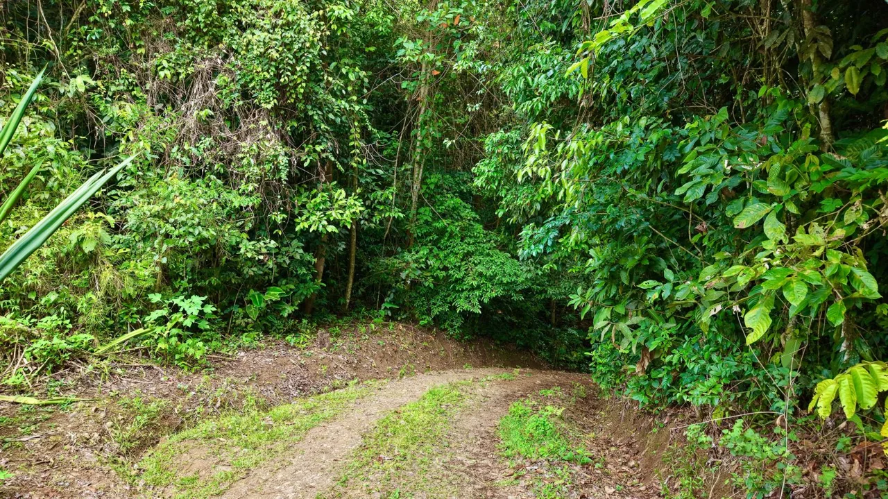 Perez Zeledon Jungle Oasis For Sale: Beautiful Private Paradise, photo 12