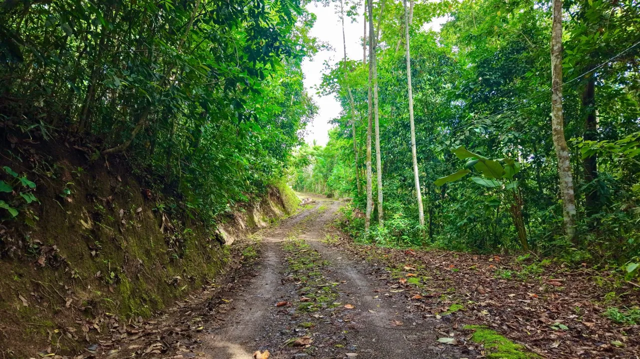 Perez Zeledon Jungle Oasis For Sale: Beautiful Private Paradise, photo 3