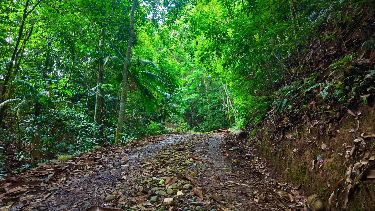 Perez Zeledon Jungle Oasis For Sale: Beautiful Private Paradise, photo 4