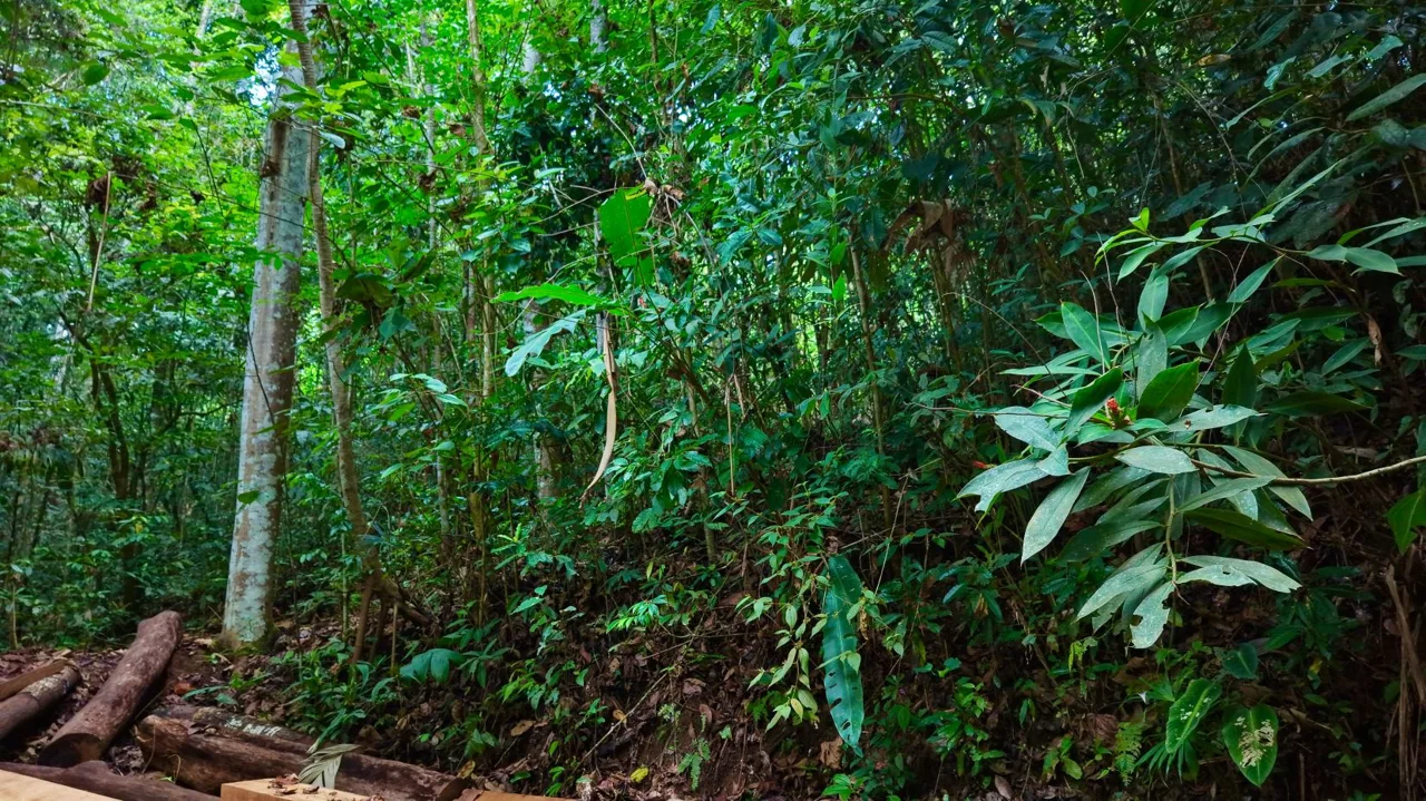 Perez Zeledon Jungle Oasis For Sale: Beautiful Private Paradise, photo 5