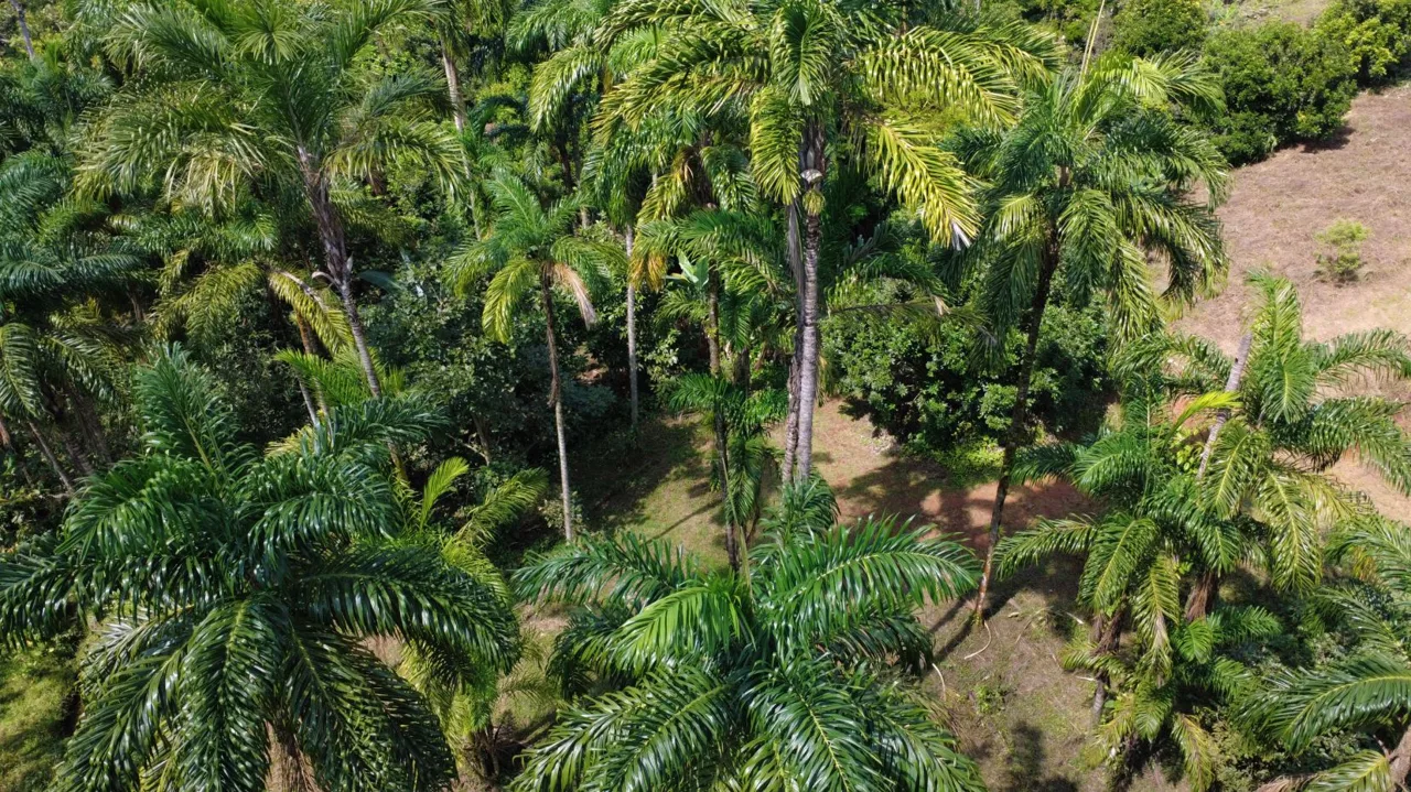 Productive Farm for Sale in Pueblo Nuevo de Cajón – High Profitability &amp; Strategic Location, photo 11