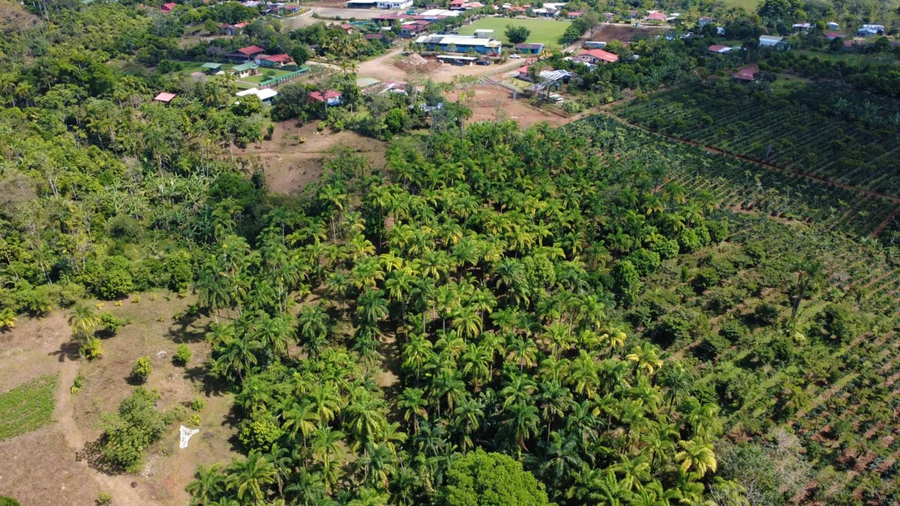 Productive Farm for Sale in Pueblo Nuevo de Cajón – High Profitability &amp; Strategic Location, photo 12