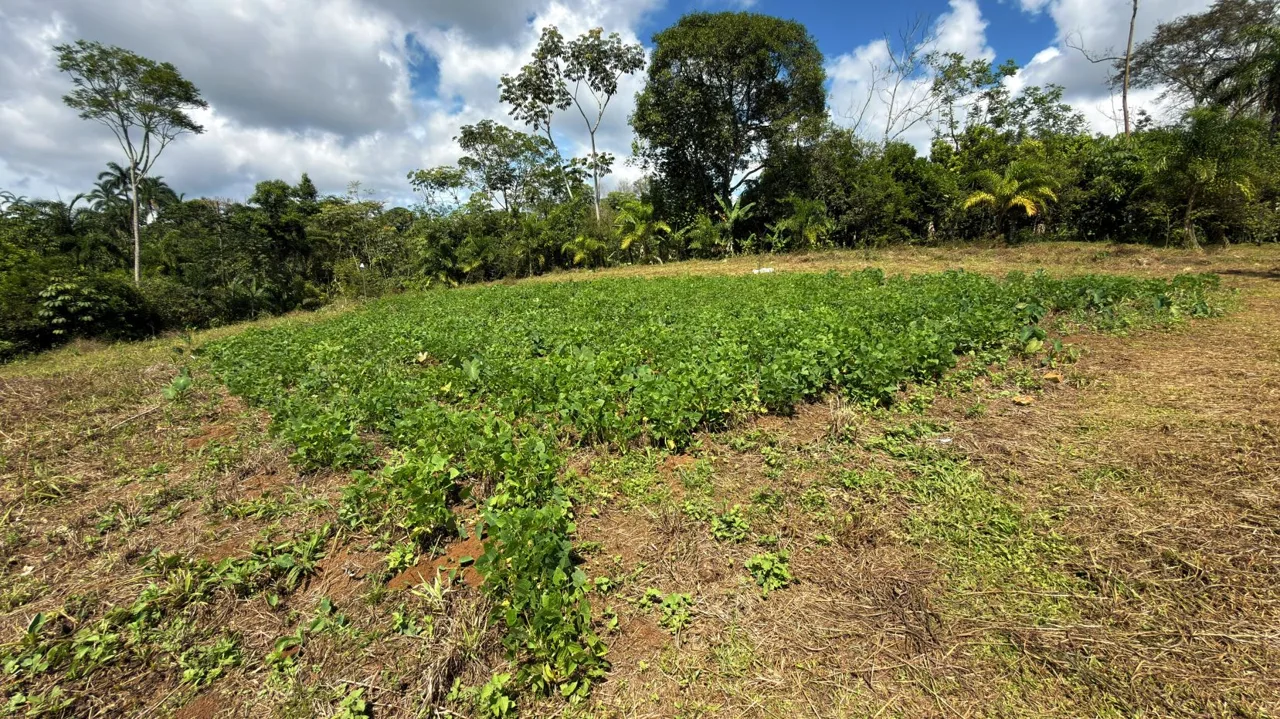 Productive Farm for Sale in Pueblo Nuevo de Cajón – High Profitability &amp; Strategic Location, photo 8