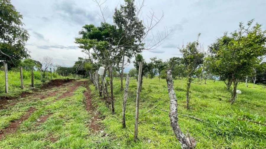 Venta de Finca en Puriscal, San José. RAH 26-6 - Venta en Puriscal, photo 9