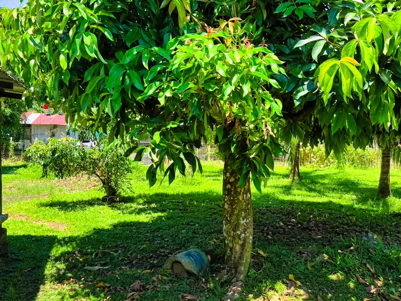 2 Bed Single Family Homes For Sale in Puerto Viejo, photo 3