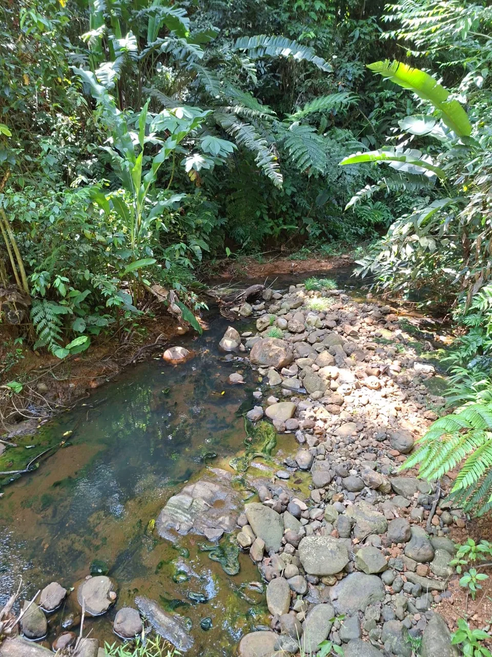 64 hectáreas con catarata y una gama de plus en Venta San Rafael de Bordón Cahuita Caribe Sur