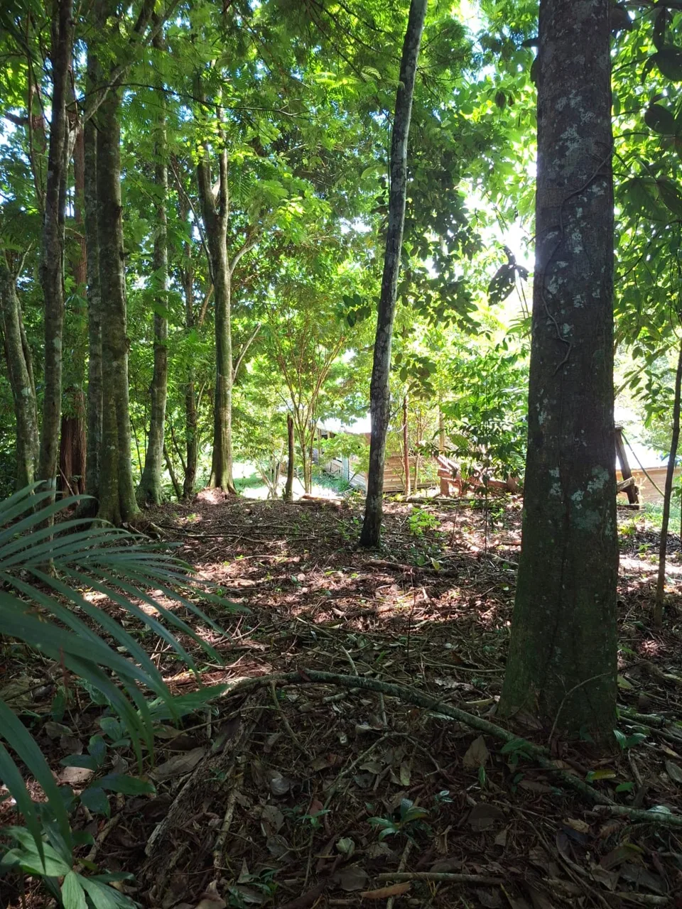 64 hectáreas con catarata y una gama de plus en Venta San Rafael de Bordón Cahuita Caribe Sur, photo 14