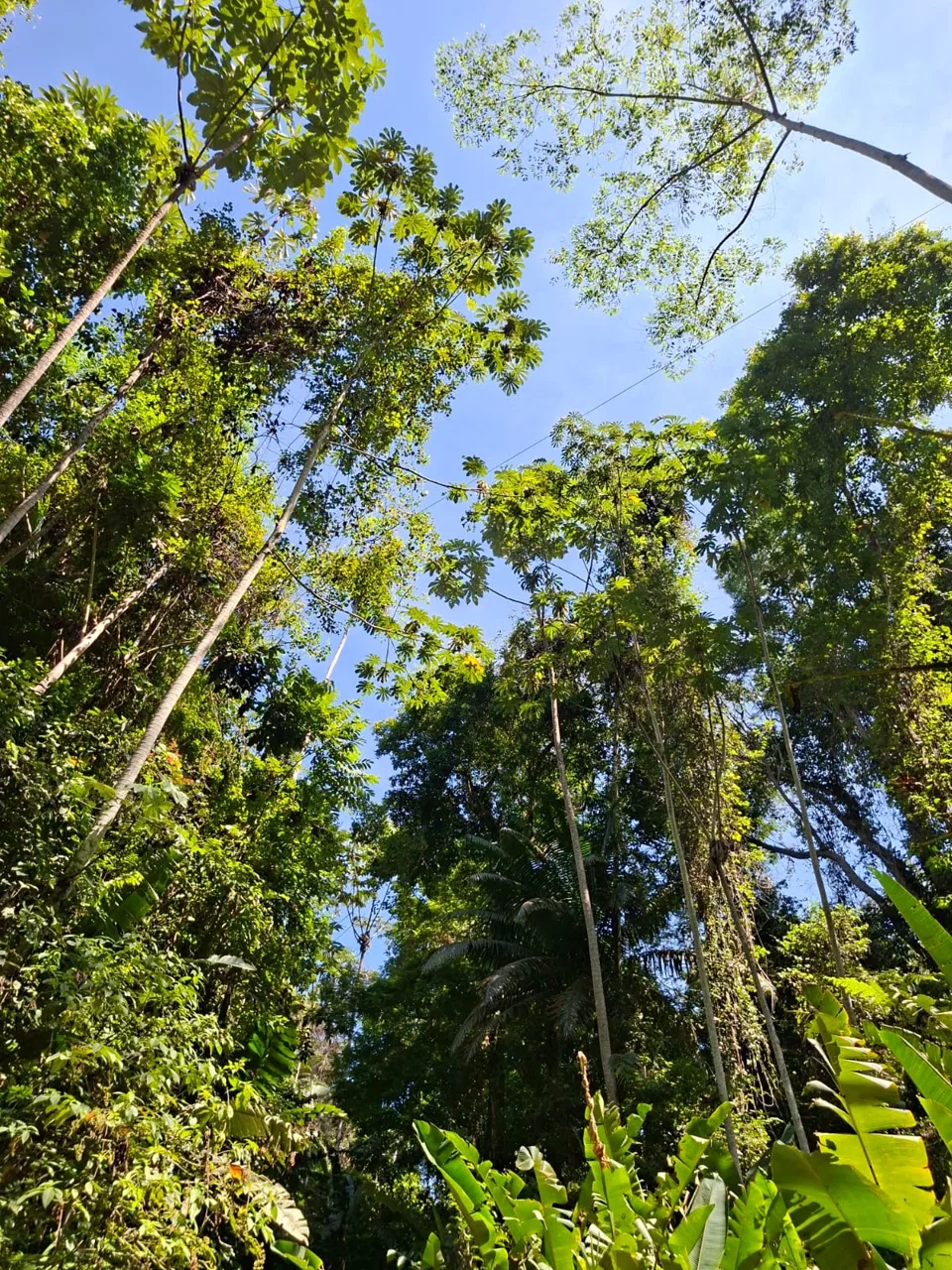 64 hectáreas con catarata y una gama de plus en Venta San Rafael de Bordón Cahuita Caribe Sur, photo 3
