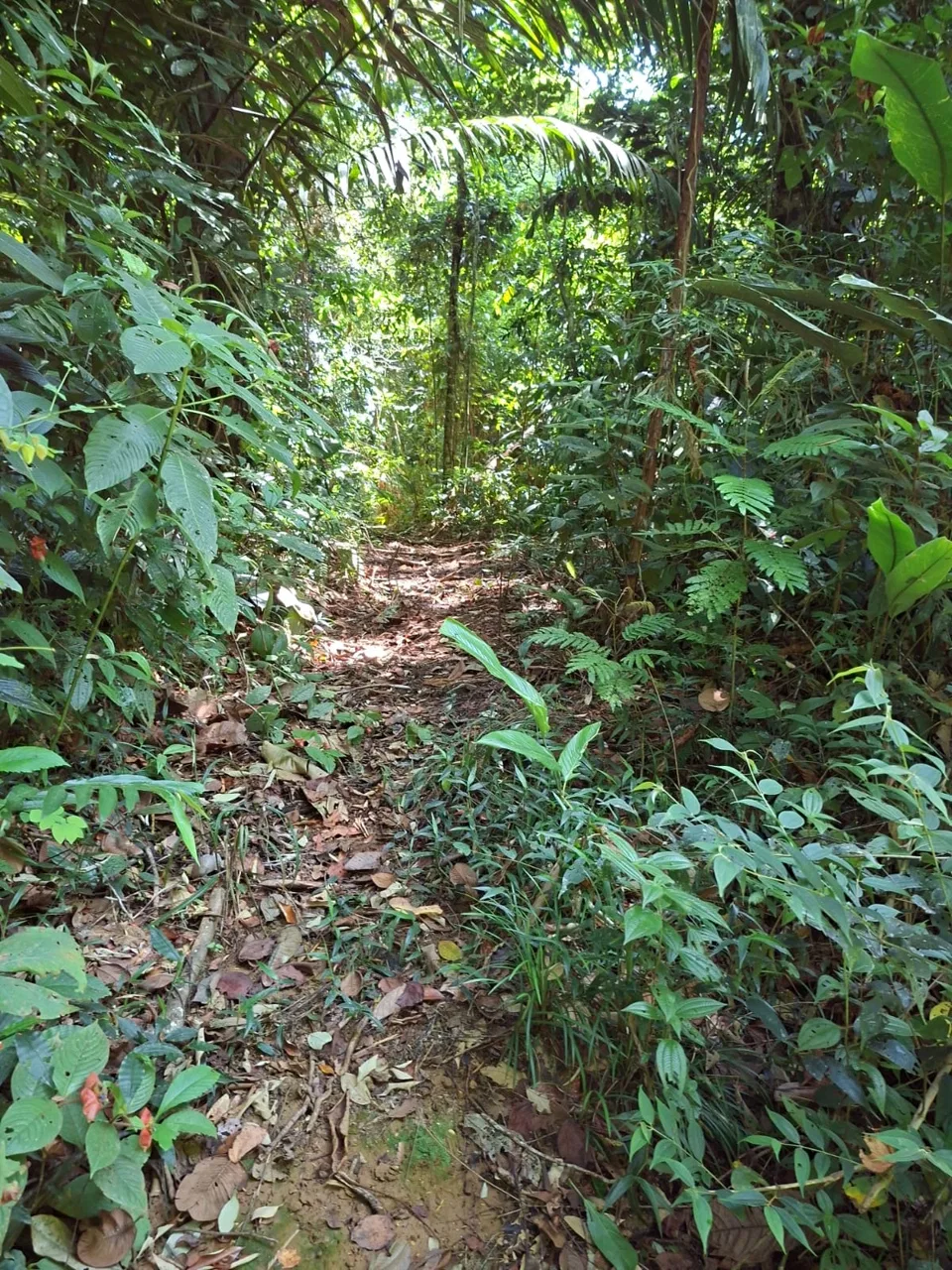 64 hectáreas con catarata y una gama de plus en Venta San Rafael de Bordón Cahuita Caribe Sur, photo 8