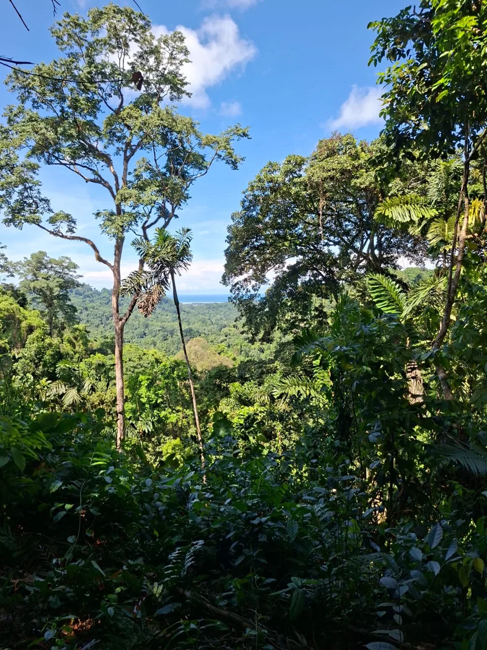 64 hectáreas con catarata y una gama de plus en Venta San Rafael de Bordón Cahuita Caribe Sur, photo 9