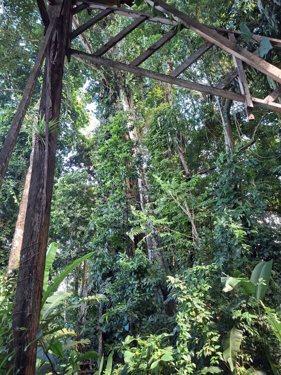 64 hectáreas con catarata y una gama de plus en Venta San Rafael de Bordón Cahuita Caribe Sur, photo 10