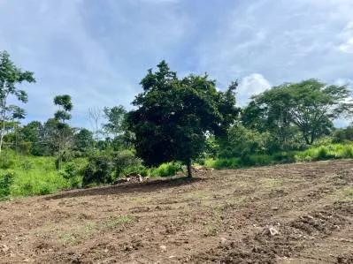 Lote privado con vista a la jungla y al monte, bordeado por un huerto - Caracara Ridge, lote 12, photo 8