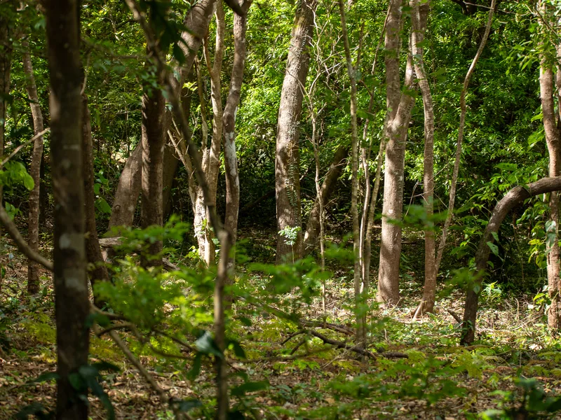 Land For Sale in Nosara, photo 6