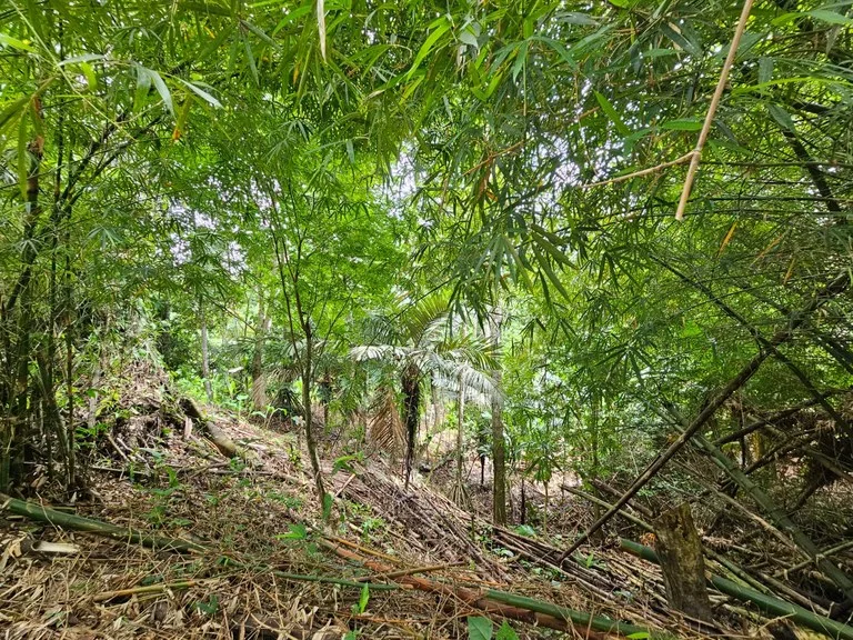 1800 sqm Lot in Cocles, Outside of Reserve: Jungle Living at it’s Finest in Colces, Outside of the Reserve., photo 2