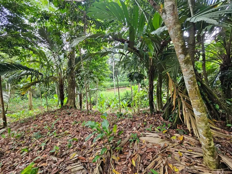1800 sqm Lot in Cocles, Outside of Reserve: Jungle Living at it’s Finest in Colces, Outside of the Reserve., photo 3