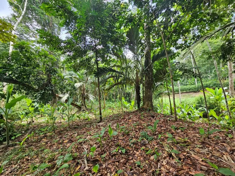 1800 sqm Lot in Cocles, Outside of Reserve: Jungle Living at it’s Finest in Colces, Outside of the Reserve., photo 4