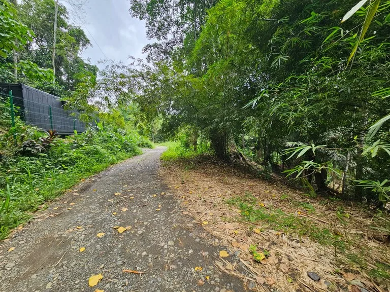 1800 sqm Lot in Cocles, Outside of Reserve: Jungle Living at it’s Finest in Colces, Outside of the Reserve., photo 5