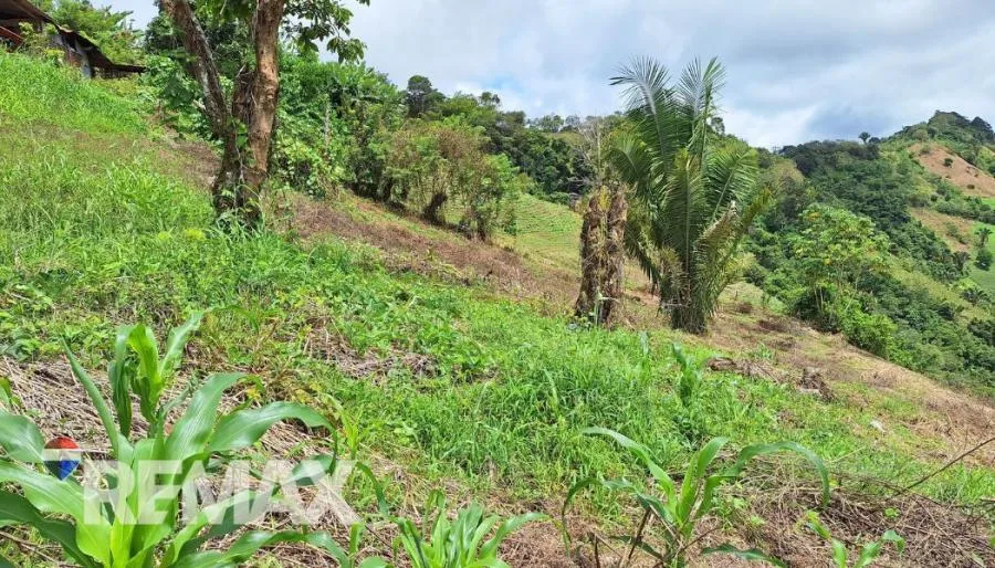 GRAN LOTE 3.4 HA EN PEJIBAYE A PRECIO ACCESIBLE Y LISTO PARA DESARROLLAR - Venta en Perez Zeledón, photo 6