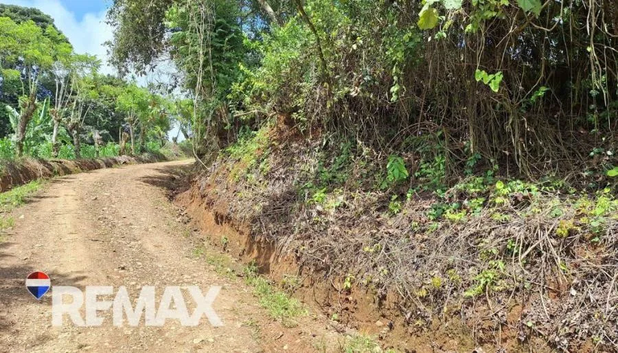 GRAN LOTE 3.4 HA EN PEJIBAYE A PRECIO ACCESIBLE Y LISTO PARA DESARROLLAR - Venta en Perez Zeledón, photo 7