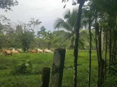 Lote Tuba Creek 